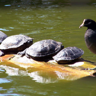 Four turtles and a Moorhen