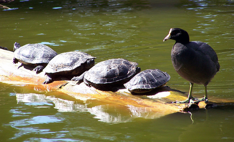 Four turtles and a Moorhen